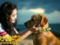 神犬小七2在线观看,忠诚守护，再续传奇