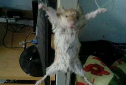 最新老鼠爆料视频大全集,视频大全集深度解析