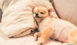 娱乐吃瓜君傻狗日常