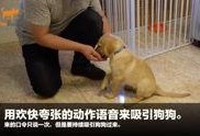狗崽直播爆料视频大全,揭秘娱乐圈幕后真相