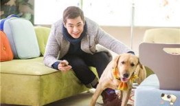 神犬小七2在线观看,忠诚守护，再续传奇