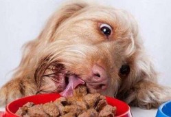 煎饼狗子吃瓜视频大全免费观看,煎饼狗子吃瓜视频大全，笑料横生，欢乐无限