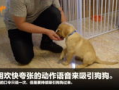 狗崽直播爆料视频大全,揭秘娱乐圈幕后真相